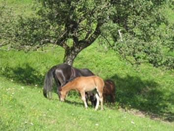 double poney Mika et Utica (poneys landais)
