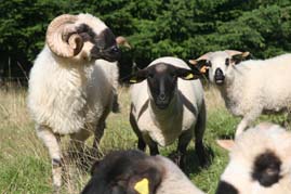 moutons everest et ses brebis